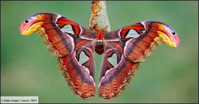 Au moyen-âge, cheval de parade !