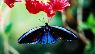 Garde d'épée qui recouvre la main !