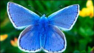 Passereau des bois et des haies, qui à pour habitude d'empaler ses proies sur des épines ou des barbelés !