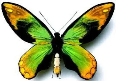 Champignon parasite de la vigne, vecteur du mildiou !