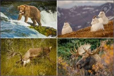 Quelle est ta catégorie d'animal préférée parmi celles-là ?