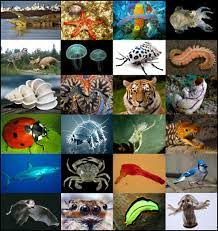 Quiz Animaux