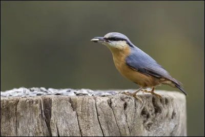 Lorsque je donne des noms d'oiseaux à quelqu'un, c'est que je...