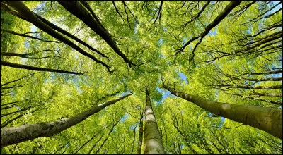 Quel est ton nom de chaton préféré ?