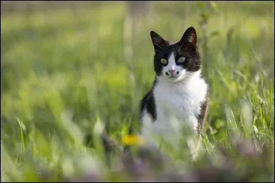 Quel est ton nom de ''La Guerre des clans'' préféré ?