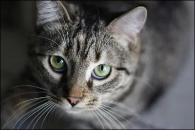 Quel chat préfères-tu ?