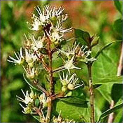 Quel arbuste épineux, qui doit son nom latin au médecin écossais Isaac Lawson, est utilisé depuis des siècles pour des teintures textiles et corporelles ?