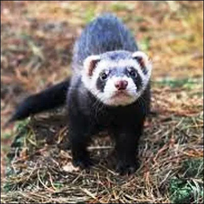 Quelle héroïne de littérature jeunesse affronte régulièrement le Furet et sa bande ?