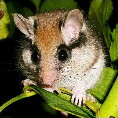 Comment sappelle ce petit rongeur nocturne ?