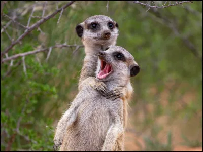 Parmi les choix proposés par ce test, quel est ton animal totem ?