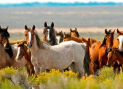 Quiz Es-tu capable de reconnatre les races de chevaux les plus connues ?