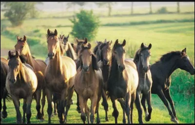 Combien existe-t-il de races de chevaux ?