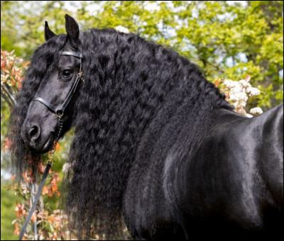 Une cheval tout noir, avec une longue crinière et des crins épais te fais penser immédiatement à la race...