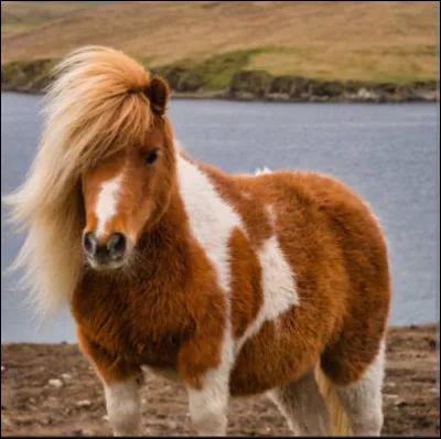 Quelle race porte le nom des îles dont elle est originaire ?