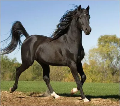 L'anglo-arabe est réputé pour son tempérament...