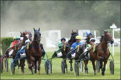 Sur un champ de course, les chevaux attelés sur des sulkys sont des :
