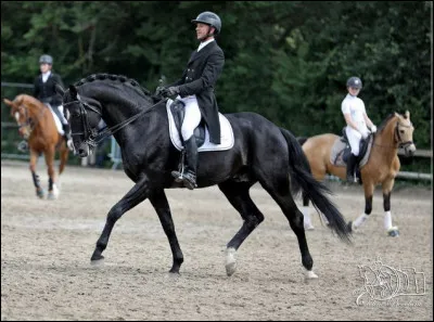 Quelle race est-elle la plus appropriée pour faire du dressage ?