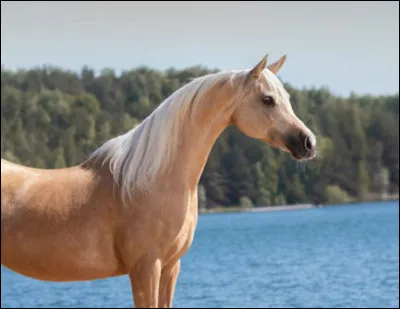 Le cheval ci-dessus est un...