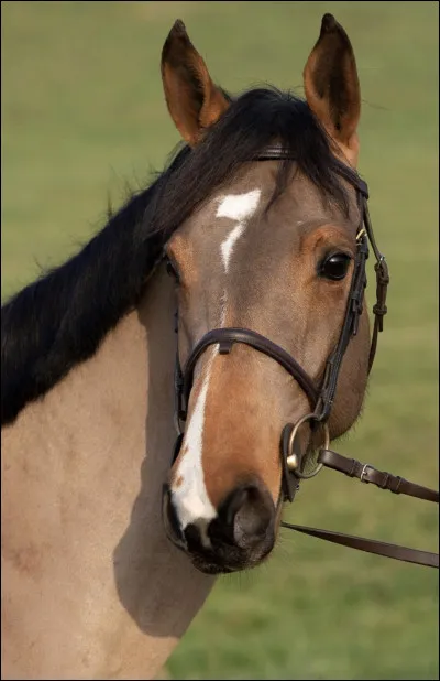 Quelle image correspond le plus à du dressage ?