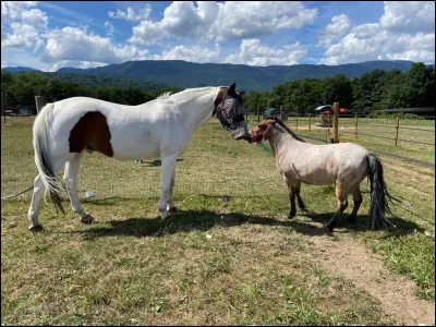 Quelle image représente le TREC ?
