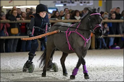 Toutes les disciplines équestres sont praticables par tous les chevaux
