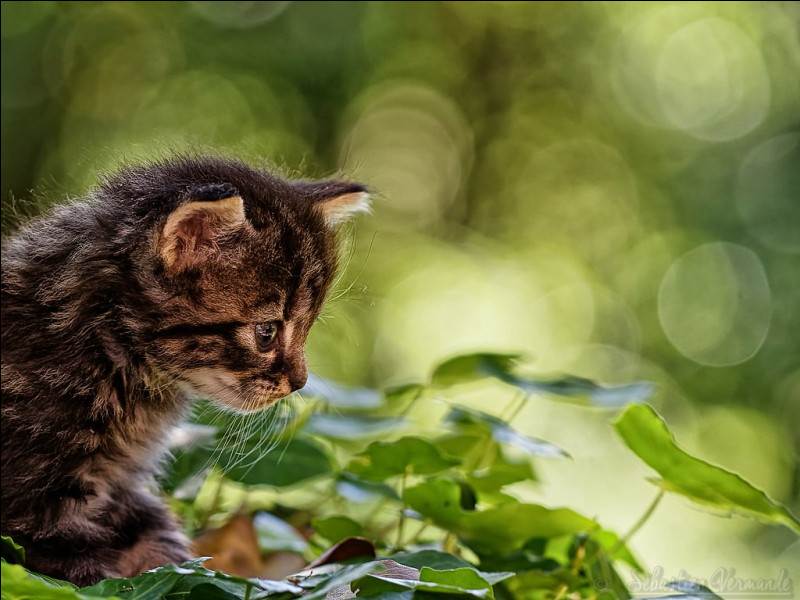 Quiz Où se trouve le chat ? Chats