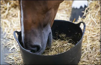Quelle chose est indispensable au bon fonctionnement de l' organisme du cheval ?