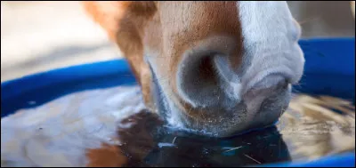 Le cheval boit entre...
