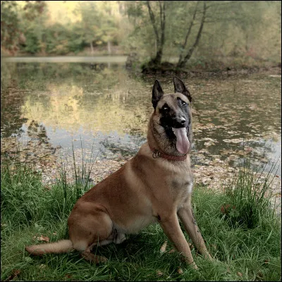 Le bout du nez du malinois est noir.