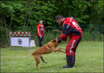 Le malinois est un chien très actif.