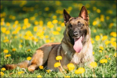 Le malinois est un chien qui attrape beaucoup de maladies.
