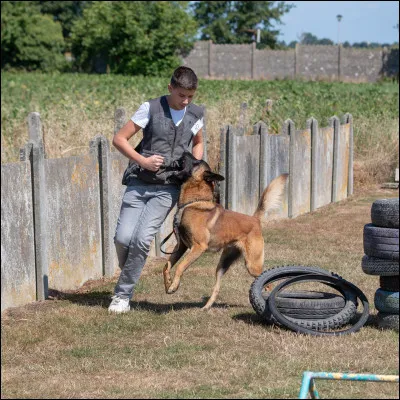 Le malinois a déjà été utilisé pendant la Première Guerre mondiale.