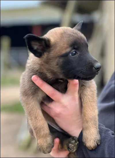 On trouve des chiots malinois à partir de 600 euros.