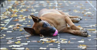 Un malinois peut mesurer entre 58 et 62 cm.