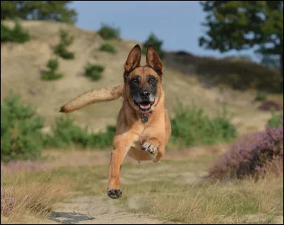 Le malinois est un chien à poils longs.