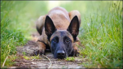 Le malinois appartient à l'une des quatre races de chiens de berger belges.