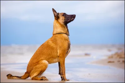 Quelle est la couleur principale du malinois ?