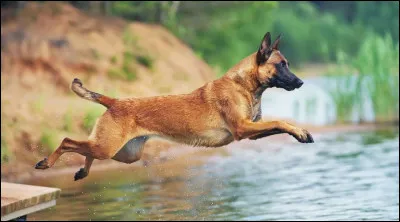 Le malinois est considéré comme un très bon gardien de propriété et ardent défenseur de son maître.