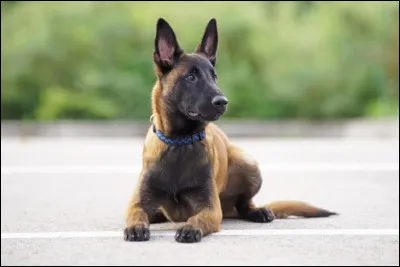 La police n'utilise pas de malinois.
