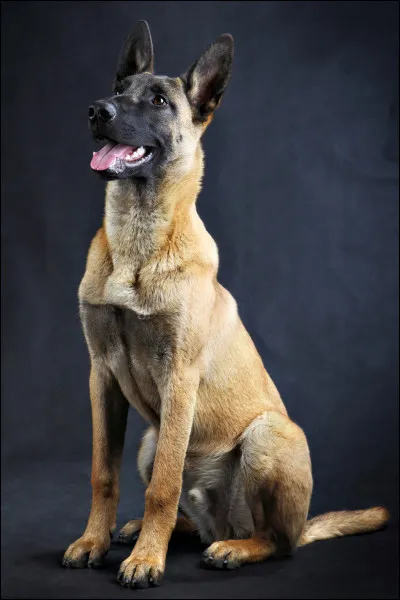 Le malinois est un chien qui aboie beaucoup.