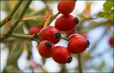 Quel est le nom plus scientifique du ''gratte-cul'' ?