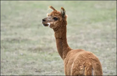 Combien de mois dure la période de gestation dun lama ?