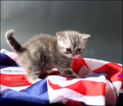 Un petit dérivé : comment se dit le mot "chaton", toujours en anglais ?