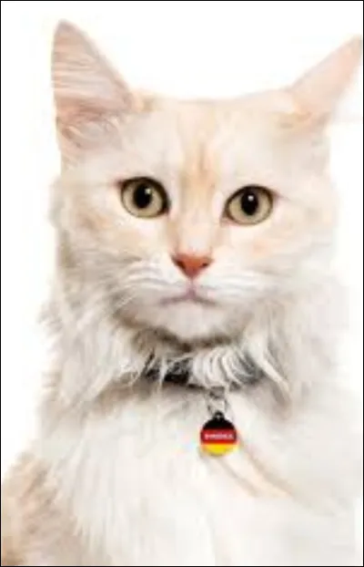 Comment se dit le mot "chat" en allemand !