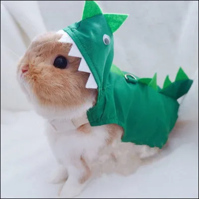 Si tu avais un animal de compagnie tu aimerais que ce soit...