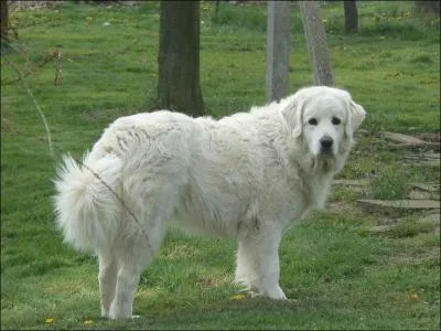 Quelle est la race de ce chien ?