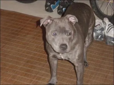 Quelle est la race de ce chien ?