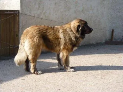 Quelle est la race de ce chien ?