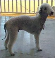 Quelle est la race de ce chien ?