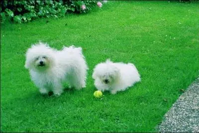 Quelle est la race de ce chien ?